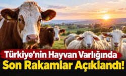 Türkiye’nin Hayvan Varlığında Son Rakamlar Açıklandı!
