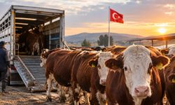 Besilik Sığır İthalatında 2027 Planlaması Açıklandı