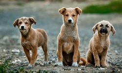 Sokak Hayvanları İçin Yürütülen Çalışmalarda Son Nokta