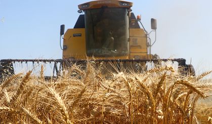 Türkiye’de İlk Buğday Hasadı Başladı!
