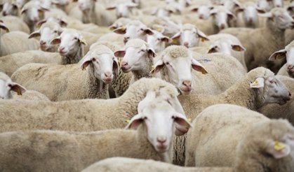 TİGEM Küçükbaş İhale Satışını Duyurdu!