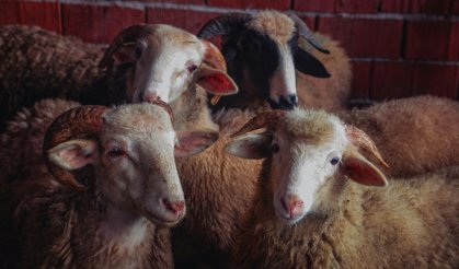 TDV 2026 Vekaletle Kurban Fiyatlarını Açıkladı