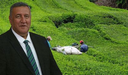 'Çay Üreticisi Masrafını Çıkaramıyor'