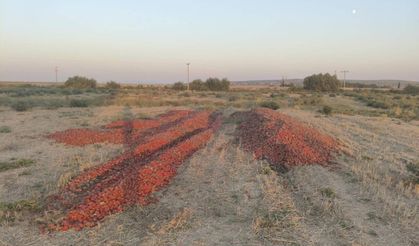 Bakanlık Açıkladı: Meraya Dökülen Domateslerin Nedeni Belli Oldu
