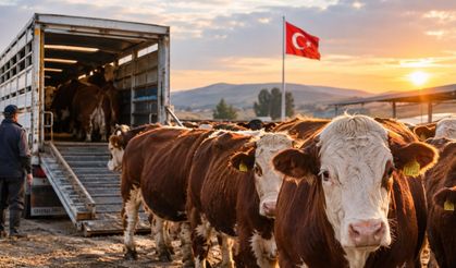 Besilik Sığır İthalatında 2027 Planlaması Açıklandı