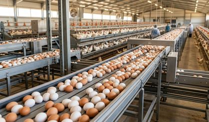 Yumurta Fiyatları Zamlanacak mı? Sektörden Dikkat Çeken Açıklama
