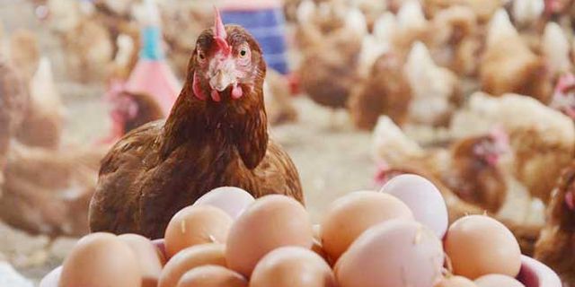 Yumurta Üretimi %1,8 Arttı