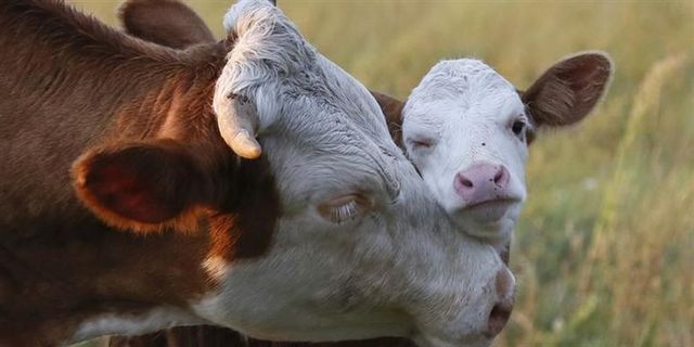 Düve Alım Desteği İçin Son Başvuru Tarihi Yaklaşıyor
