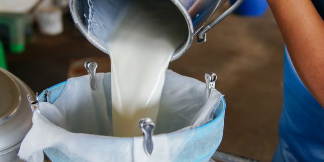 Çiğ Süt Destek Ödemeleri Bugün Hesaplara Aktarılıyor!