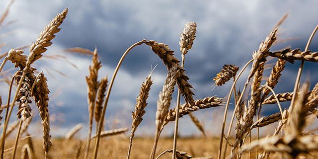 Türkiye’nin Buğday İthalatı Düşüyor mu?