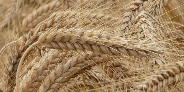 Bakan’dan Buğday Müjdesi! Yüksek Rekolte Bekleniyor!