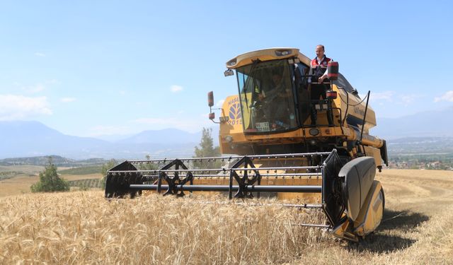 Yılın İlk Hasadı Başladı! 100 Ton Arpa ve Buğday Bekleniyor!