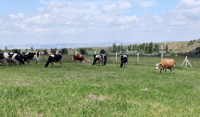 Belediyeden Hayvancılara Maliyeti Düşük Elektrik Desteği!