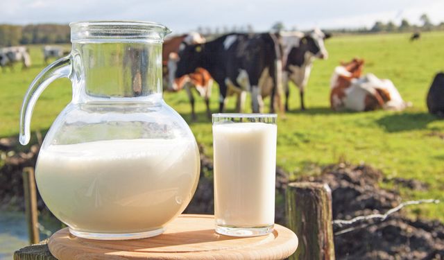 TÜİK Açıkladı: İçme Sütü Üretimi Azalıyor!