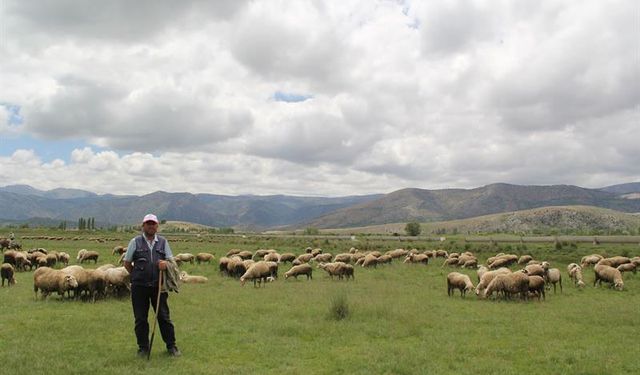 1535 Dekar Atıl Arazi Meraya Dönüştürüldü!