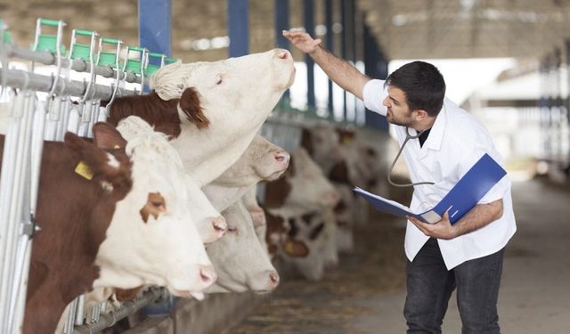 Veteriner Hekimler, Şiddete Karşı İş Bırakıyor!