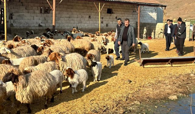 11 İlde Küçükbaş Hayvan Dağıtımı Gerçekleşti!