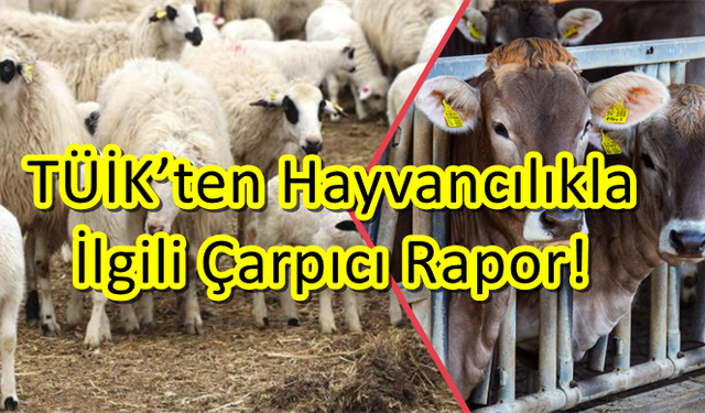 TÜİK’ten Hayvancılıkla İlgili Çarpıcı Rapor!