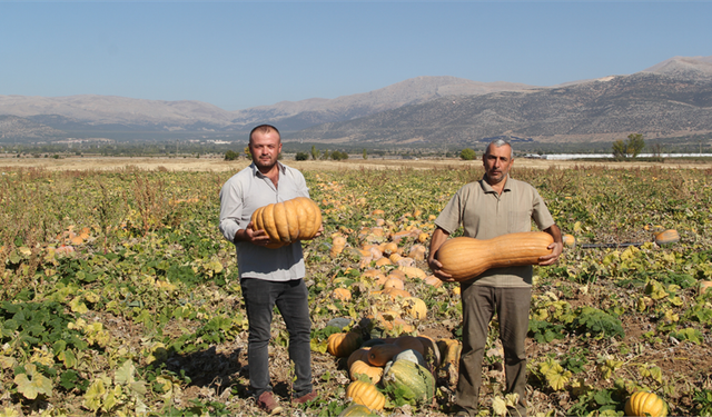 Kış Aylarının Vazgeçilmezi Bal Kabağının Hasadı Başladı!