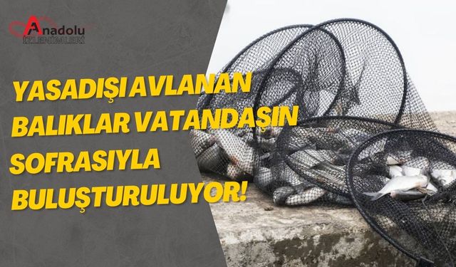 Yasadışı Avlanan Balıklar Vatandaşın Sofrasıyla Buluşturuluyor!