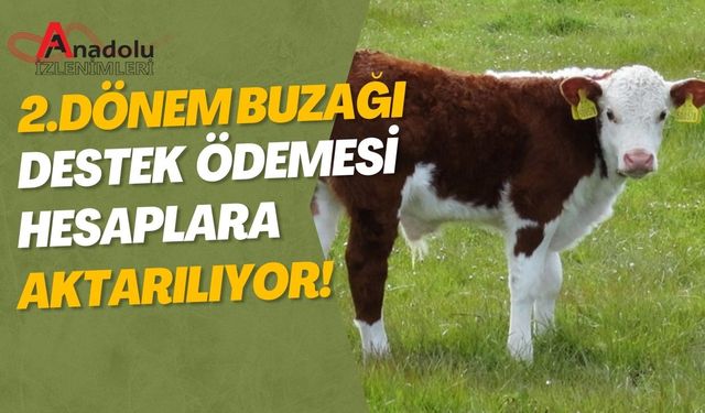 Buzağı Destek Ödemeleri Yarın Hesaplara Aktarılıyor!