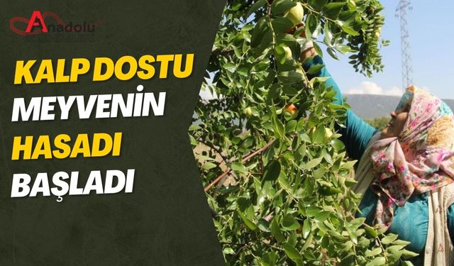 Kalp Dostu Meyvenin Hasadı Başladı