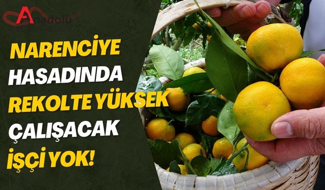 Narenciye Hasadında Rekolte Yüksek Çalışacak İşçi Yok!