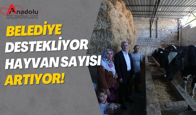 Belediye Destekliyor Hayvan Sayısı Artıyor!