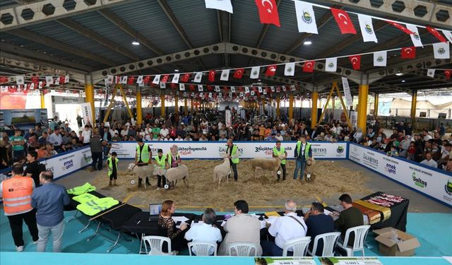 Koçlar Podyuma Çıktı: Görenler Hayran Kaldı!