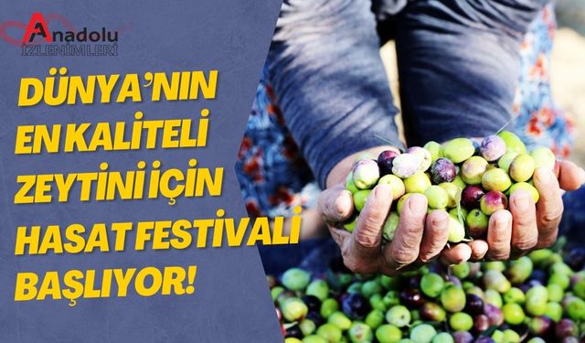 Dünya’nın En Kaliteli Zeytini İçin Hasat Festivali Başlıyor!