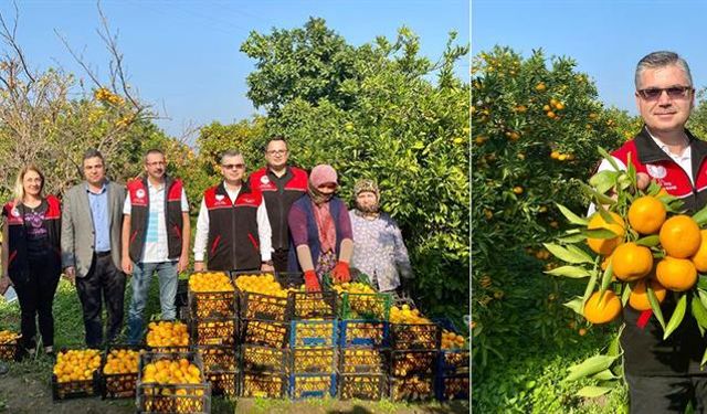 Çekirdeksiz Havran Mandalinası’nın Hasadı Başladı!