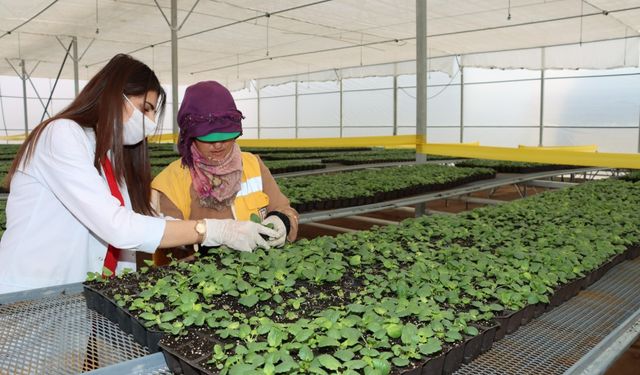 Belediye Ürettiği Çiçeklerle Hem Tasarruf Yapıyor, Hem Şehri Güzelleştiriyor