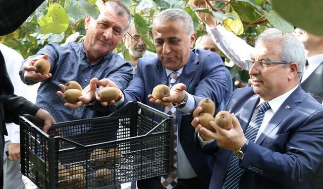 O Şehir Kivi Üretiminde Rekor Kırdı!