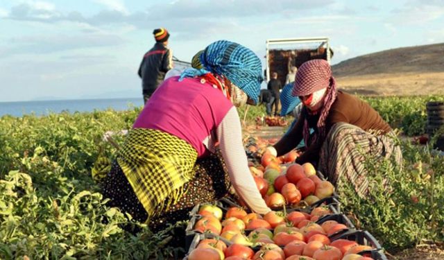 TÜİK Açıkladı! Tarım Üretici Enflasyonu Yüzde Kaç Oldu?