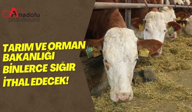 Tarım ve Orman Bakanlığı Binlerce Sığır İthal Edecek!