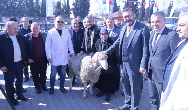 Merinos Irkı Koçlar Yetiştiricilere Hibe Edildi!