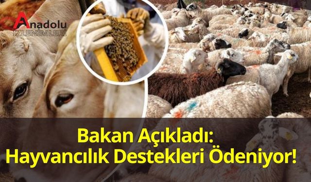 Bakan Açıkladı: Hayvancılık Destekleri Ödeniyor!