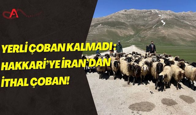 Yerli Çoban Kalmadı: Hakkari’ye İran’dan İthal Çoban!