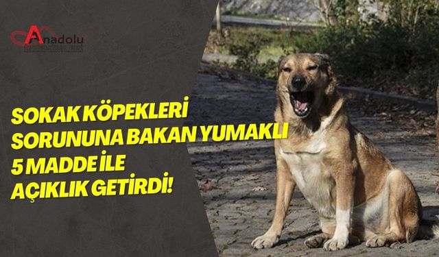 Sokak Köpekleri Sorununa Bakan Yumaklı 5 Madde İle Açıklık Getirdi!