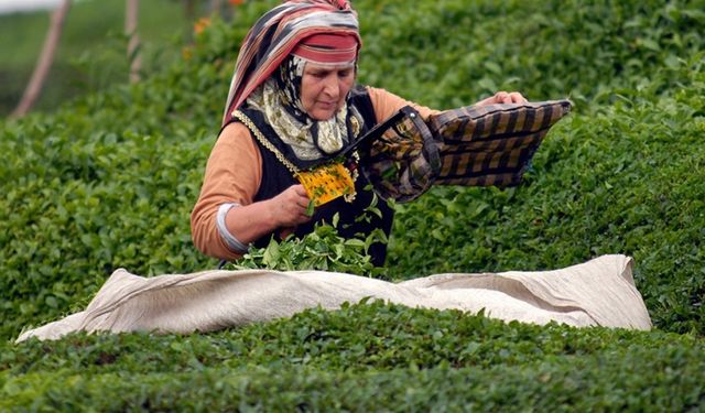 ÇAYKUR’dan Çay Üreticisine Kritik Uyarı!