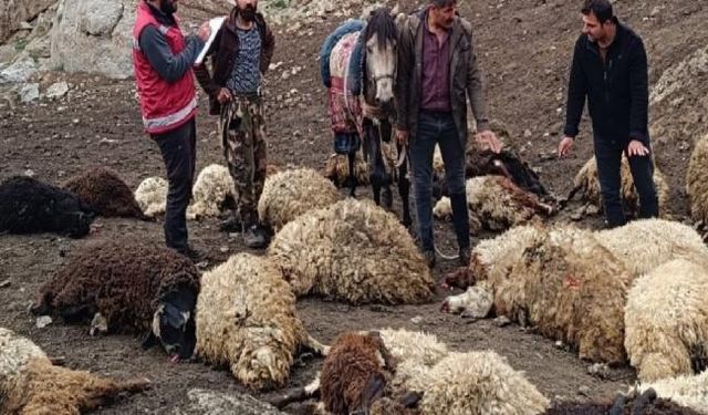 Van’da Kurt Dehşeti! Onlarca Hayvan Telef Oldu!