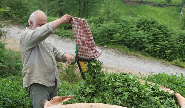 Yaş Çay Alımında Önemli Gelişme!