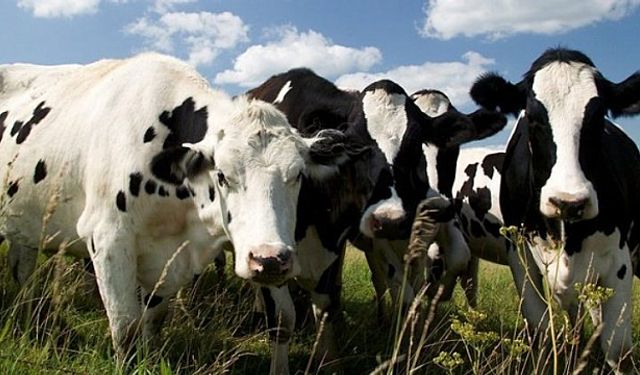 O Ülkede Hayvanlardan Senede Bir Karbon Vergisi Alınacak!