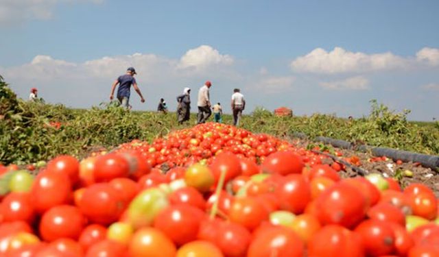 Üretici Mağdur: Tarlada 5 TL Marketlerde 25 TL!