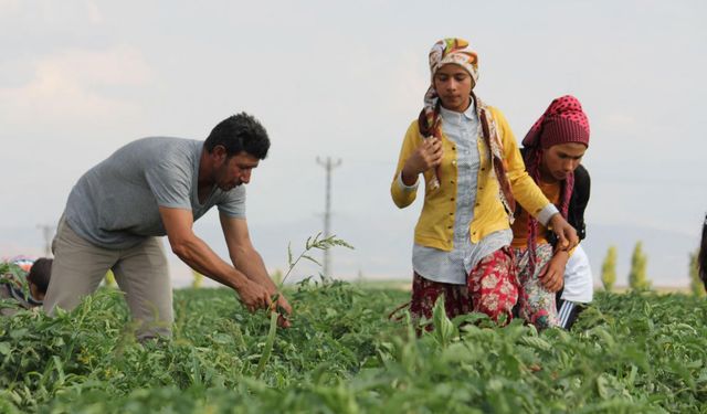 Tarım Enflasyonunda Yükseliş Devam Ediyor!