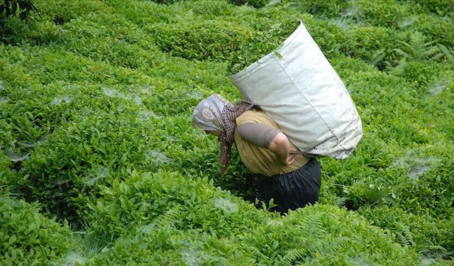 ÇAYKUR, Günlük Yaş Çay Alımında Kontenjanı Tekrar Düşürdü!