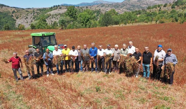 Ordu’da Bir İlk: Karabuğdayla Gelen Yüksek Verim!