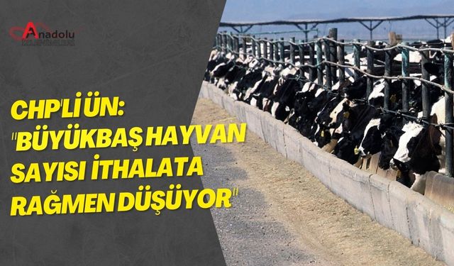 CHP'li Ün: "Büyükbaş Hayvan Sayısı İthalata Rağmen Düşüyor"