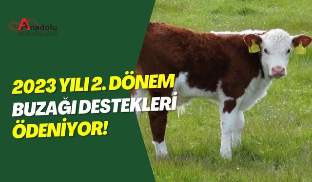 2023 Yılı 2. Dönem Buzağı Destekleri Ödeniyor!