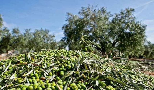 Sofralık Zeytin İhracatında Rekor!